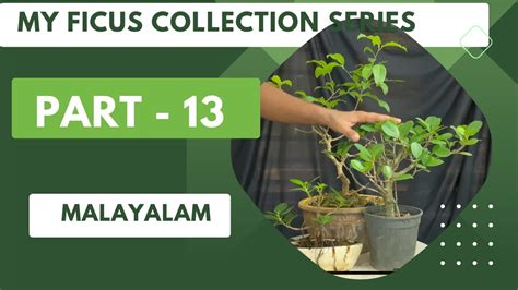Ficus Meaning in Malayalam, Definition of Ficus in Malayalam, .